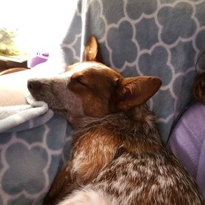 Meet your Posher, Alexa